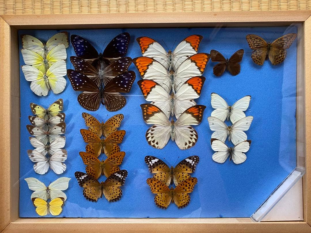 東京都八王子市産 ギフチョウ