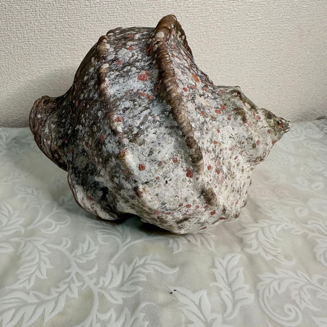 夜光貝 ヤコウガイ 貝殻 標本 天然貝 アクセサリー 本体844g 蓋188g