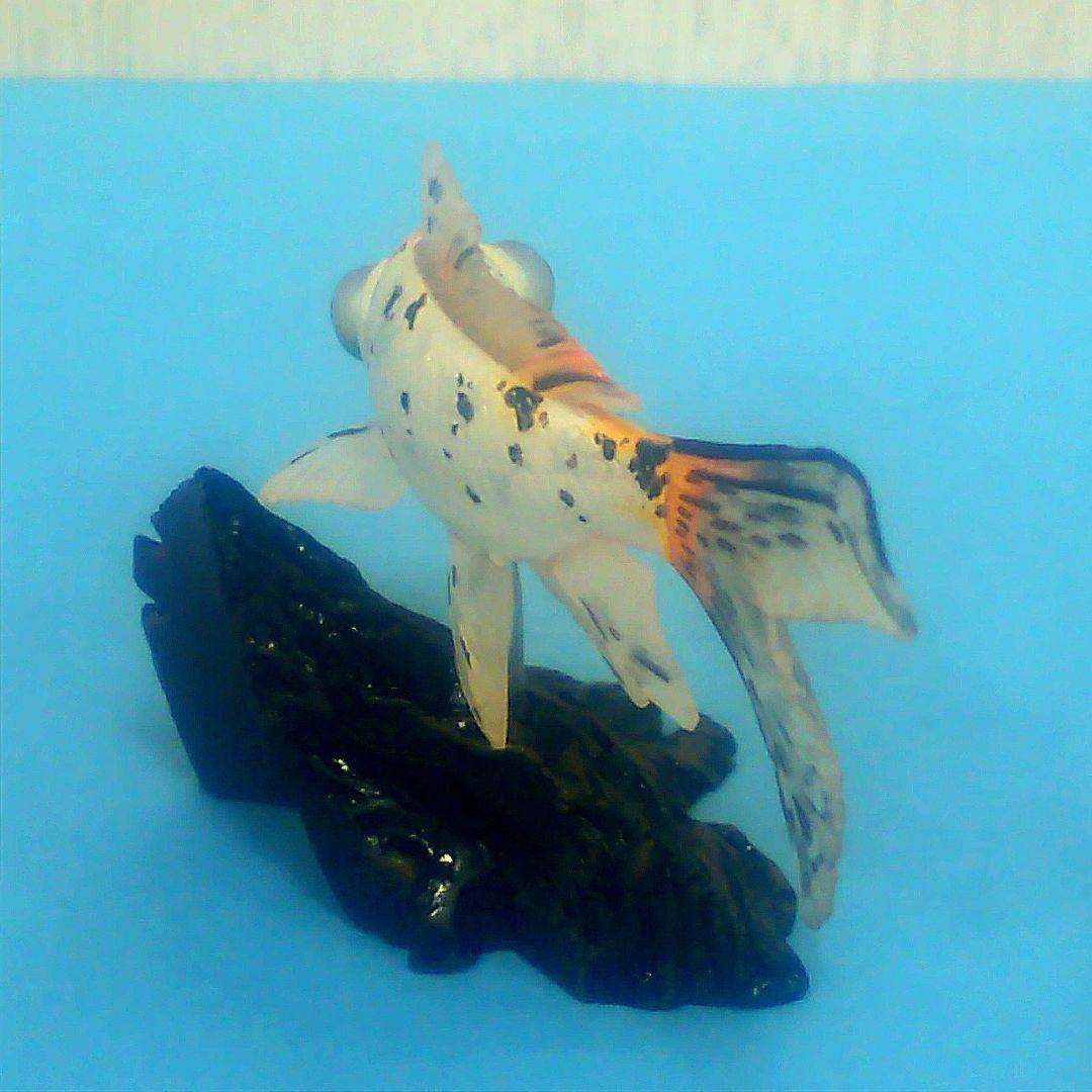 ヤナギデメキン 原色鑑賞魚図鑑 シークレット｜ヤナギデメキン 原色