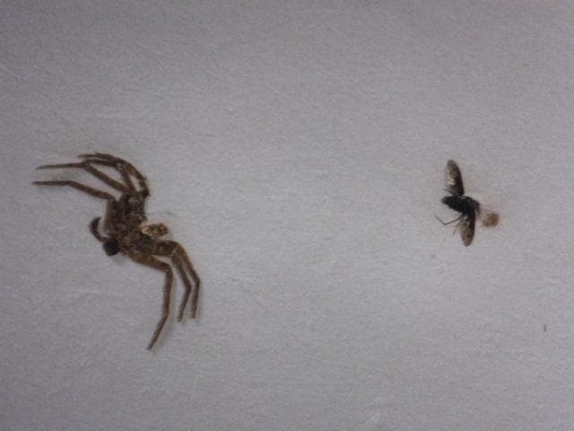 現代美術 井田照一　直筆サイン 作品証明書『垂直と地平線の間-昆虫』1205G