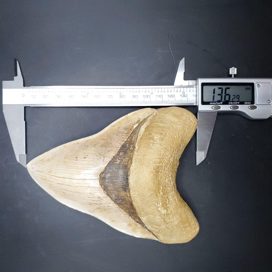 極上 メガロドン 歯 化石 本物 インドネシア 136.29mm mg17