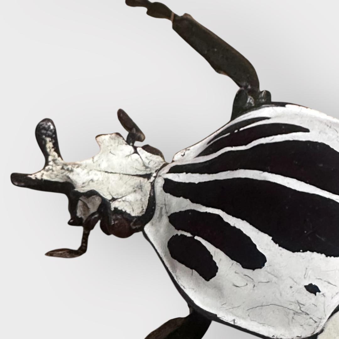 桐箱入り ゴライアス レギウス オオツノハナムグリ 雄 オス 標本 コンゴ産