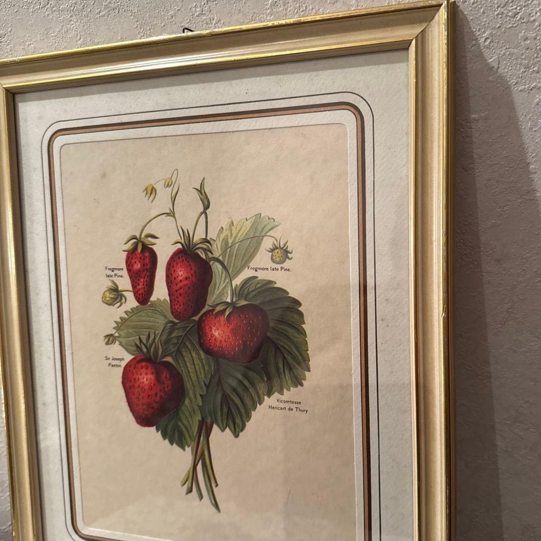 イタリア製アンティークボタニカル額絵