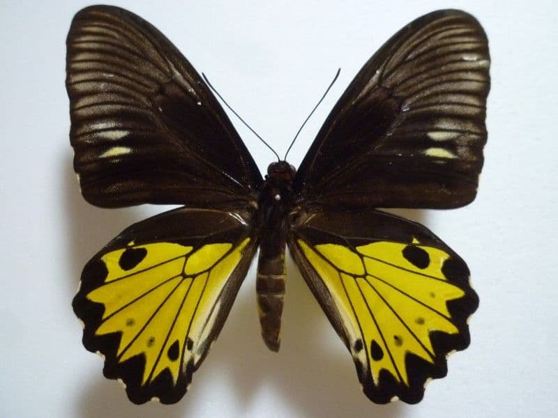 アグリアス・アミドン・スマリィ・現在入手不可能！ 蝶標本 昆虫標本