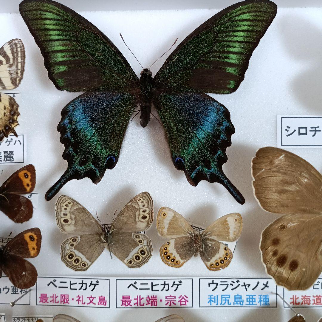 3/17まで掲載：日本の稀少蝶 地域特産種・局地発生（亜）種