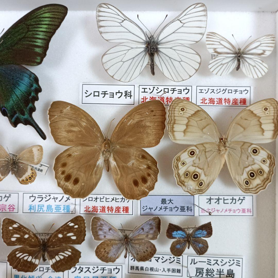 3/17まで掲載：日本の稀少蝶 地域特産種・局地発生（亜）種