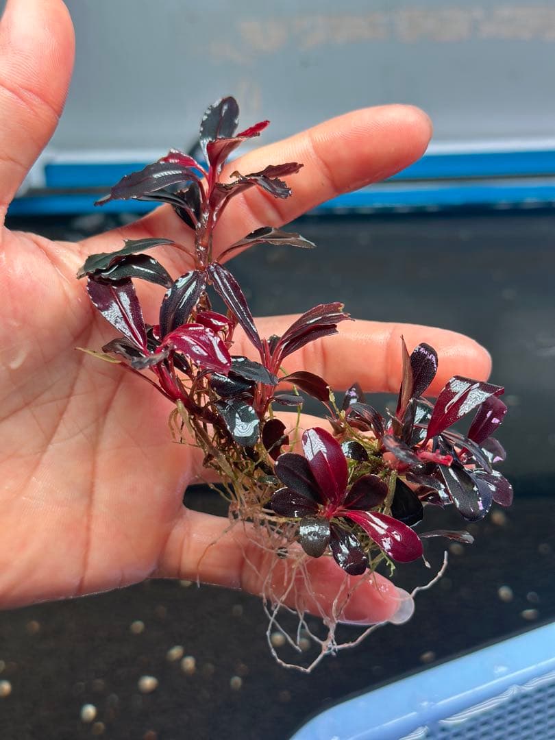 ブセファランドラsp.ブラウニー ネオ 2015