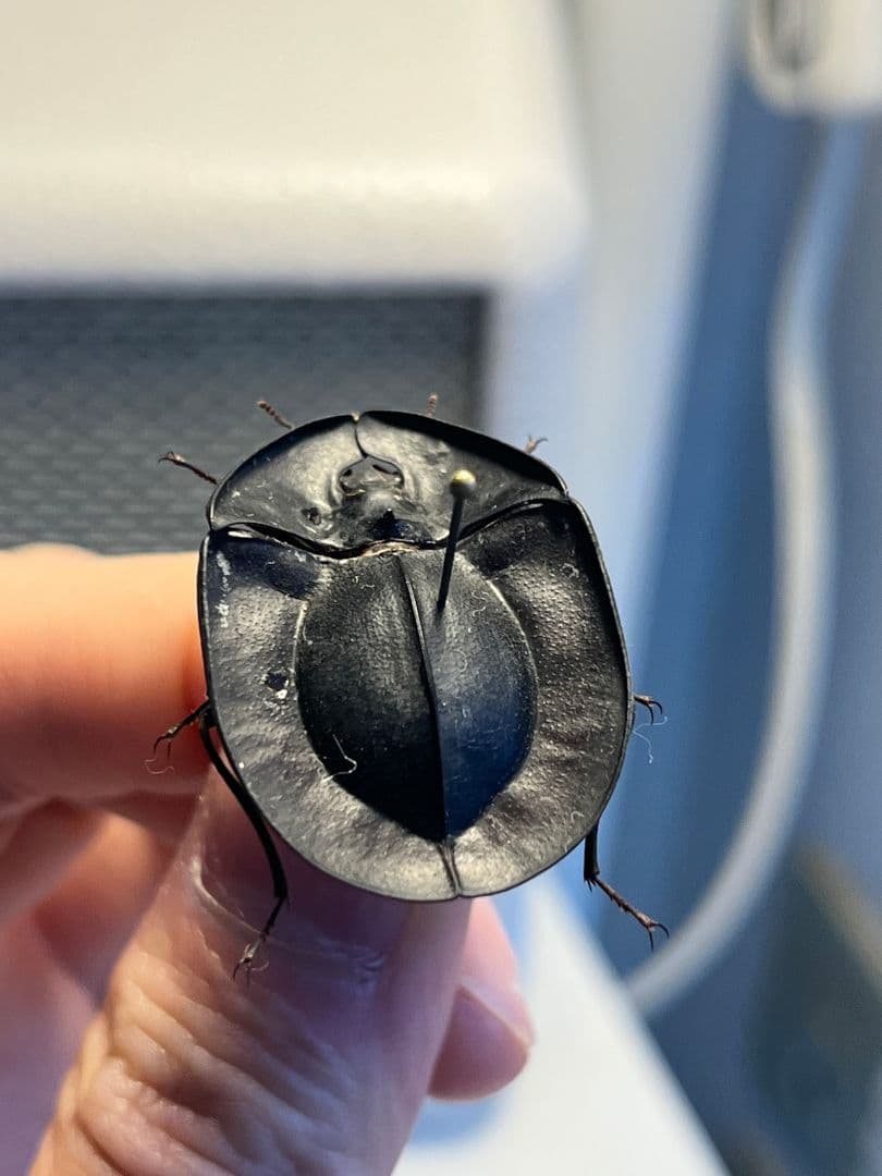 31mm】パイザラゴミムシ 巨大 昆虫標本 標本 甲虫 オサムシ ハンミョウ