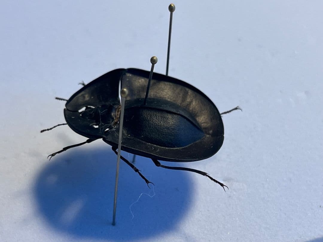 31mm】パイザラゴミムシ 巨大 昆虫標本 標本 甲虫 オサムシ ハンミョウ