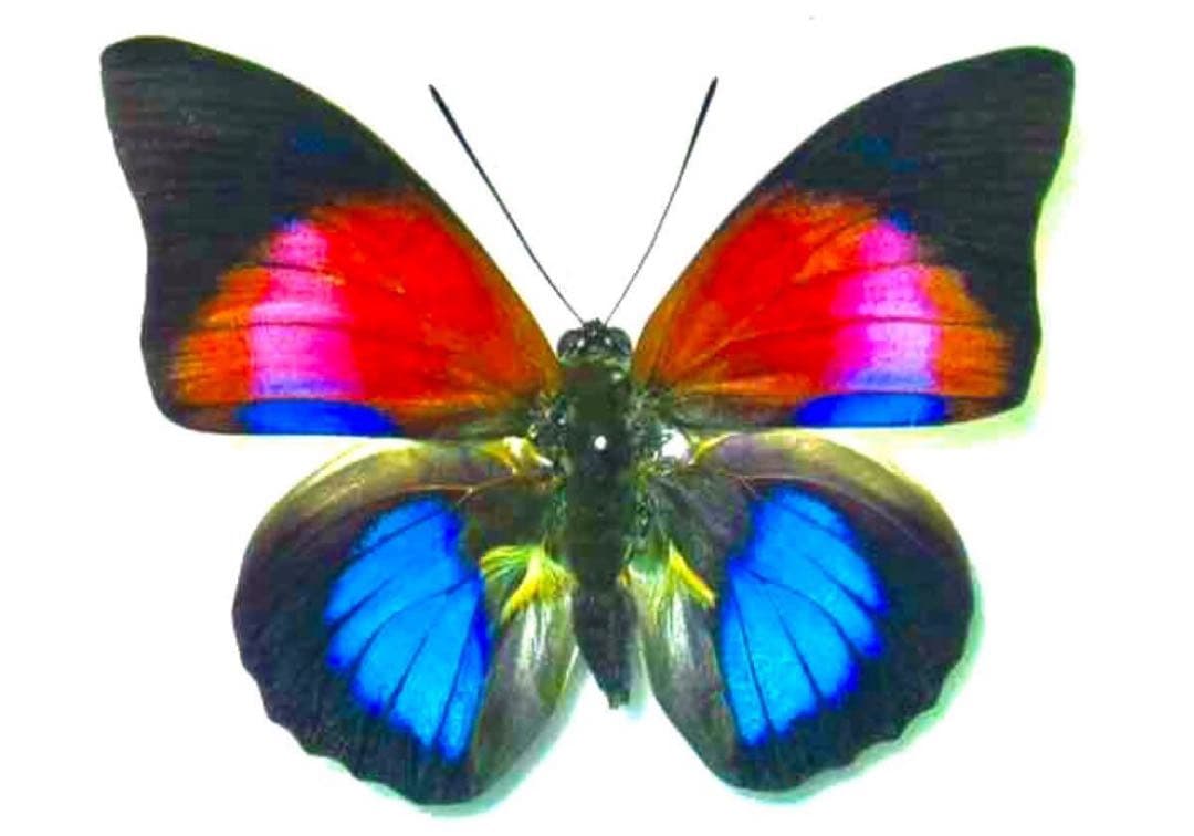 中国産ダビデスヒメテナガ40mm 43mm