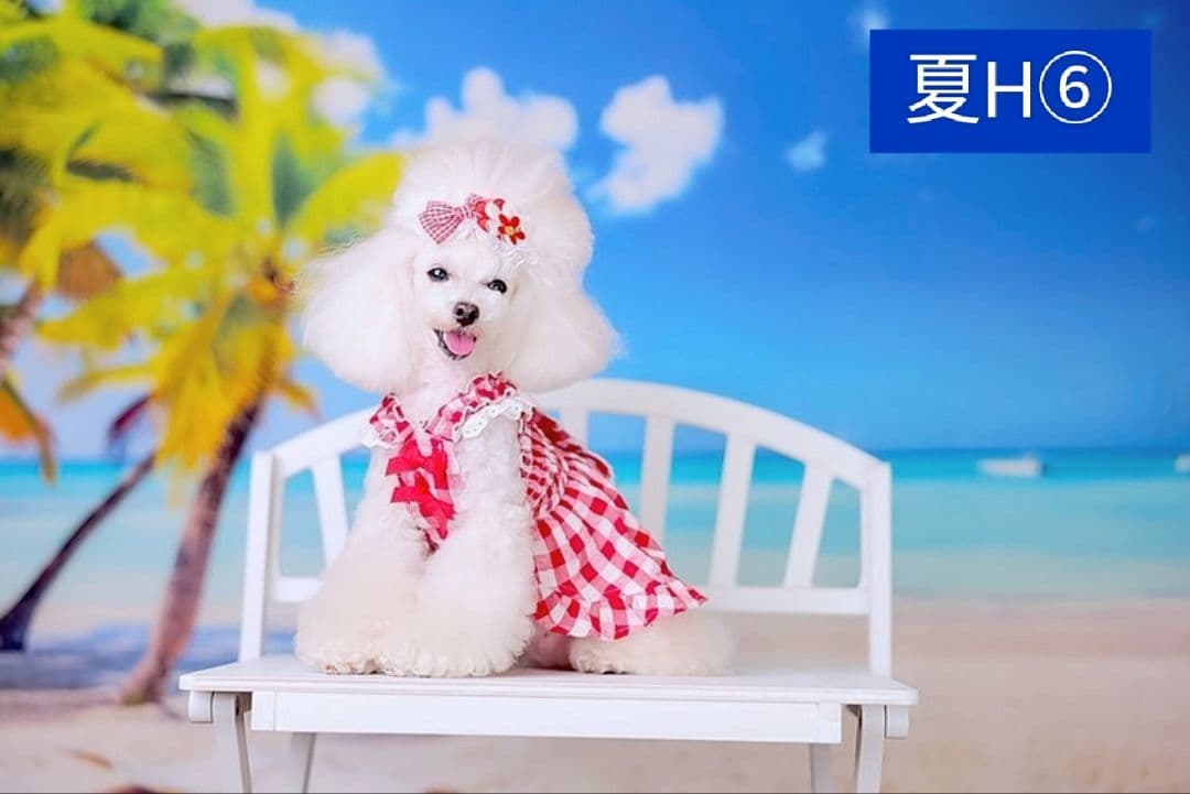 背景布×10枚+2 ペット撮影用ブース トリミングチョーカー販売中 ペット