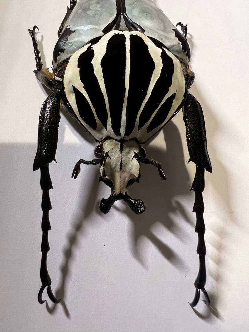 コンゴDR南部産 ポギーオオツノカナブン 81mm