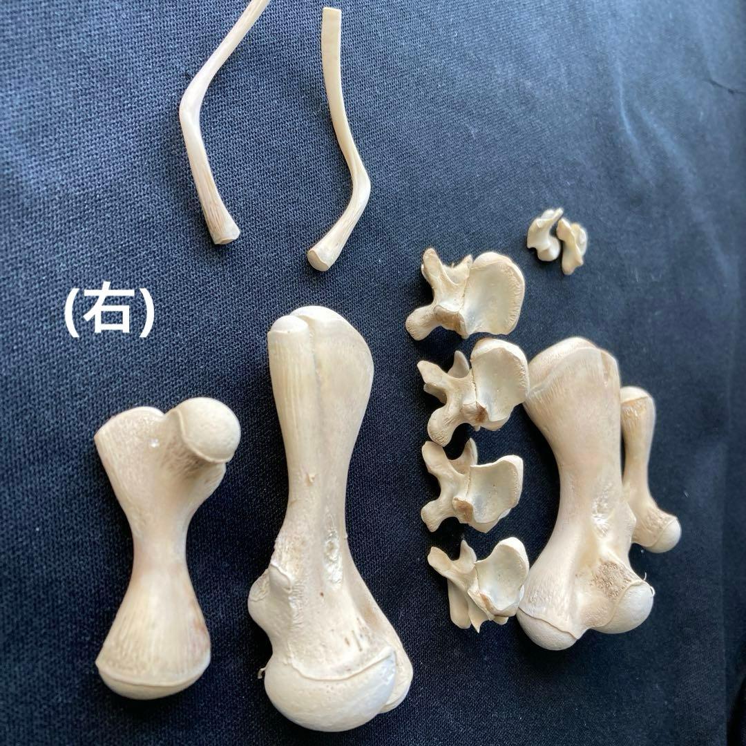 ウミガメの頭骨、頸椎他