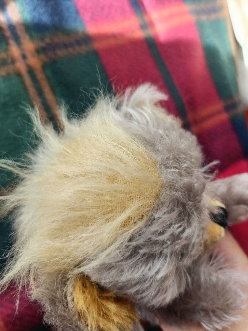 MERRYTHOUGHT メリーソート　パンキーロニー　75体限定品