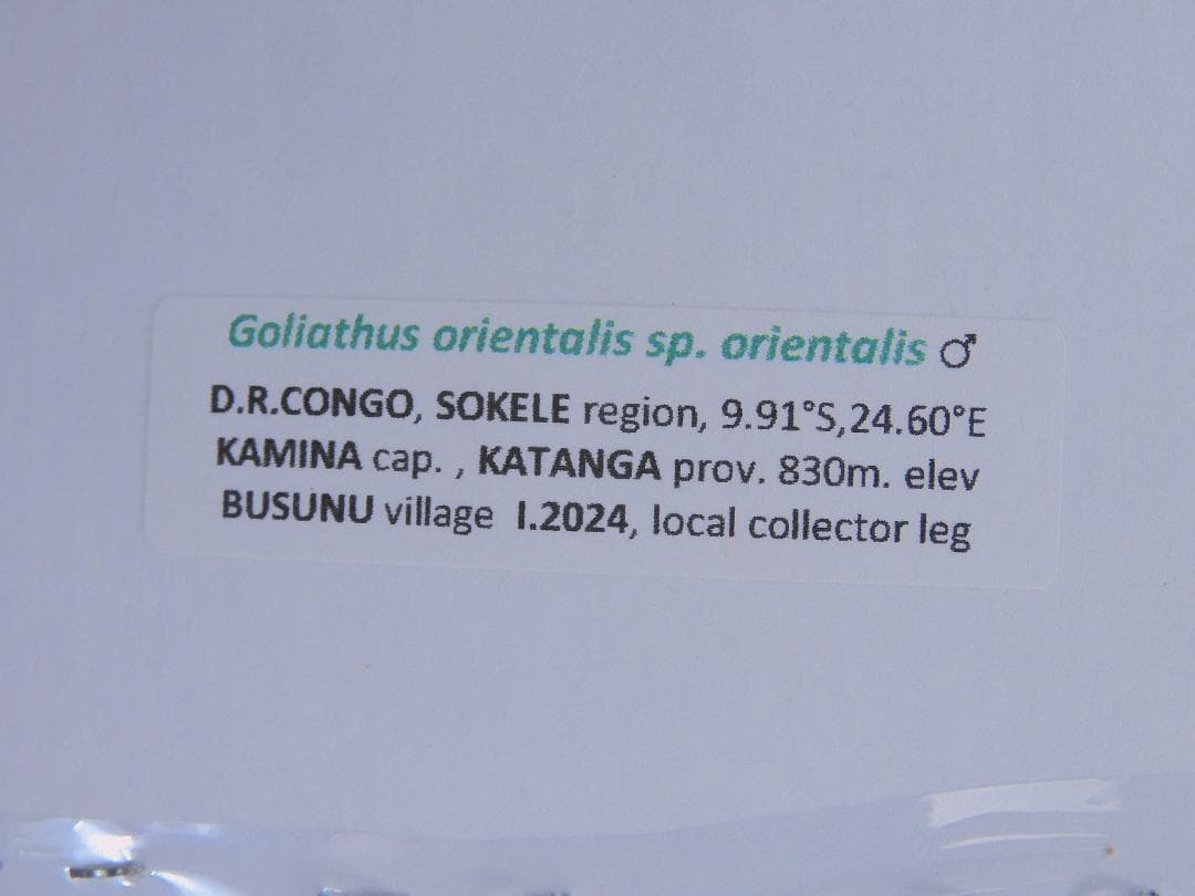 コンゴ産 シラフオオツノハナムグリ2 92mm コンゴ産 赤道州 大型