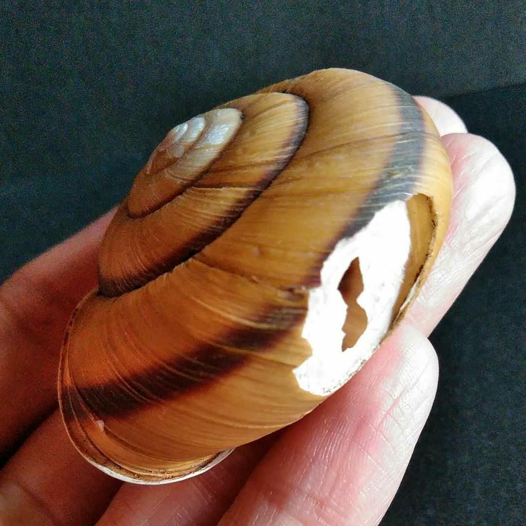 骨格 標本 カタツムリ 殻 大型 50mm - メルカリ