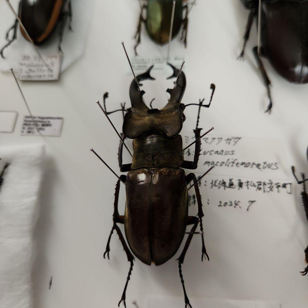 昆虫標本(クワガタ), 8種類