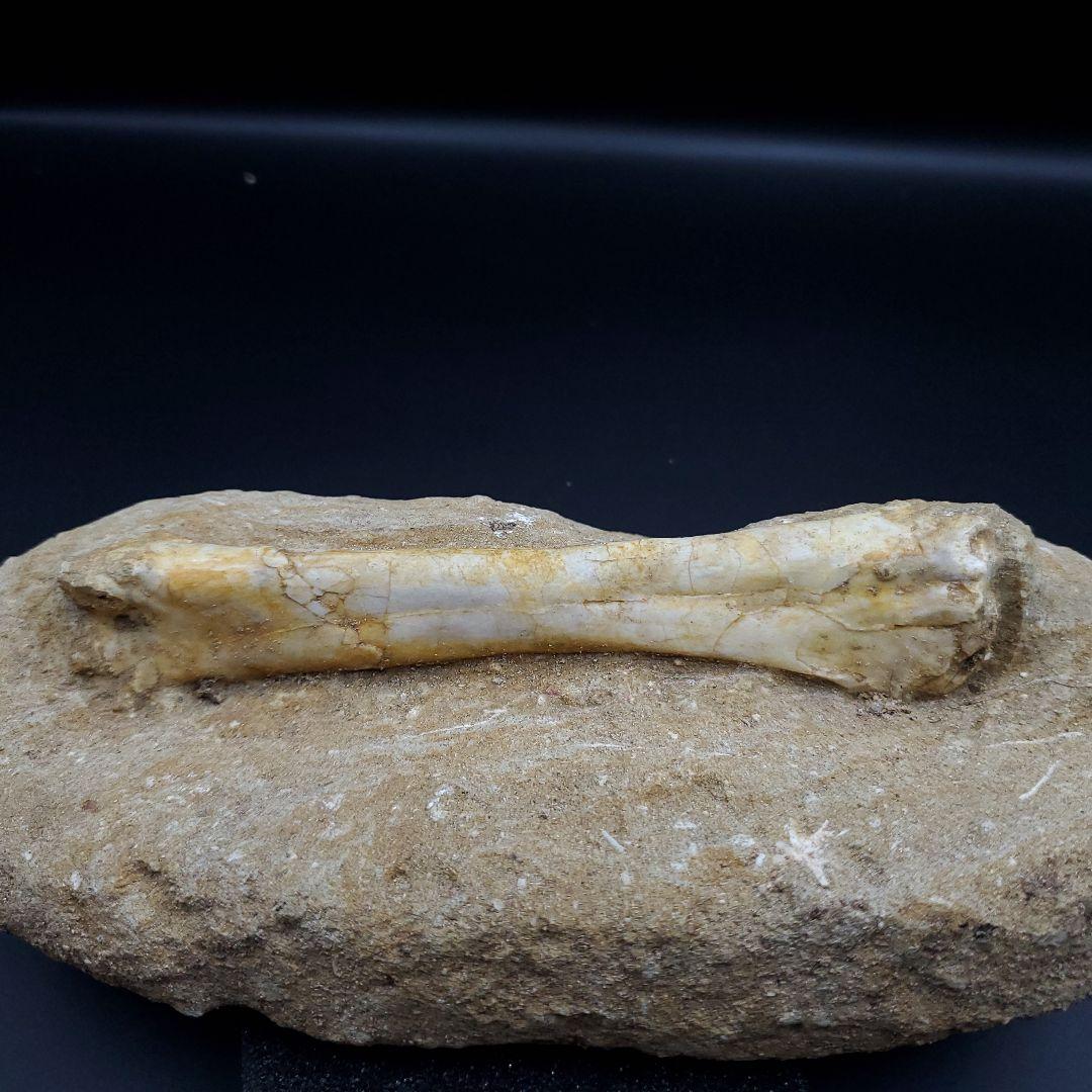 希少 翼竜 アルシオーネ 骨 化石 本物 モロッコ産 190.47mm yk3