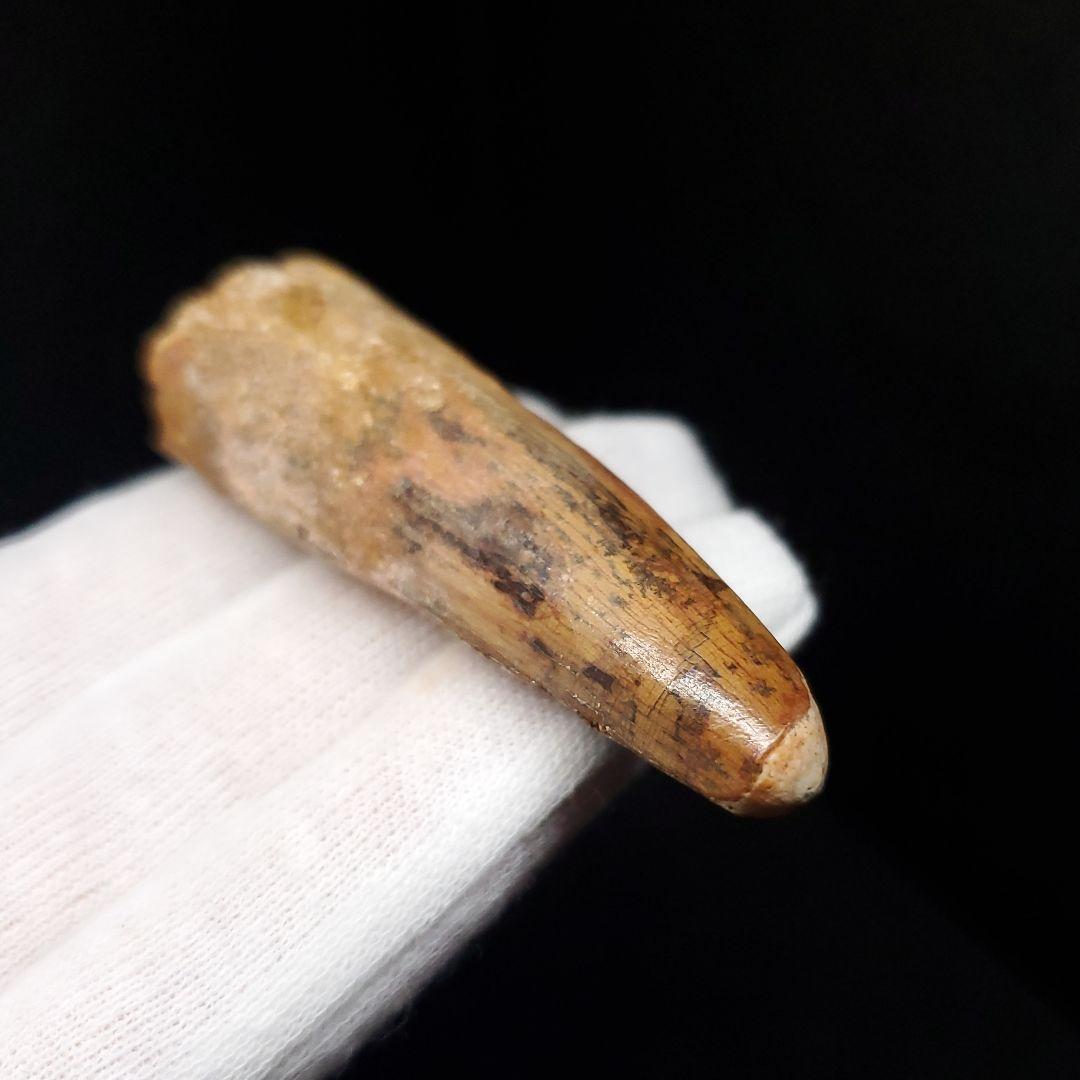 スピノサウルス 本物 モロッコ産 58.21mm sp463