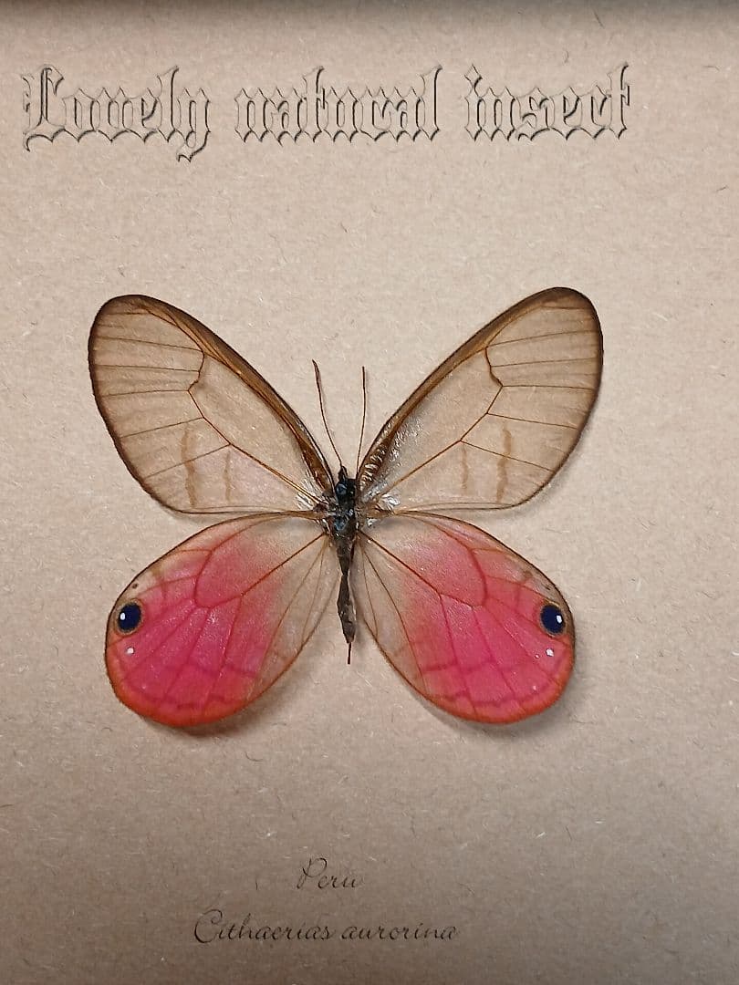 アマゾン原生熱帯雨林昆虫標本アート｜一点物・オリジナル作品