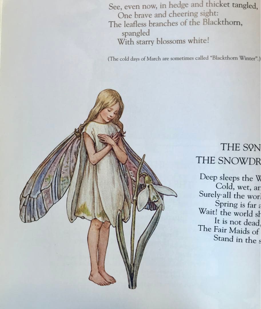 【貴重】flower Fairies画集　シシリー メアリー バーカー