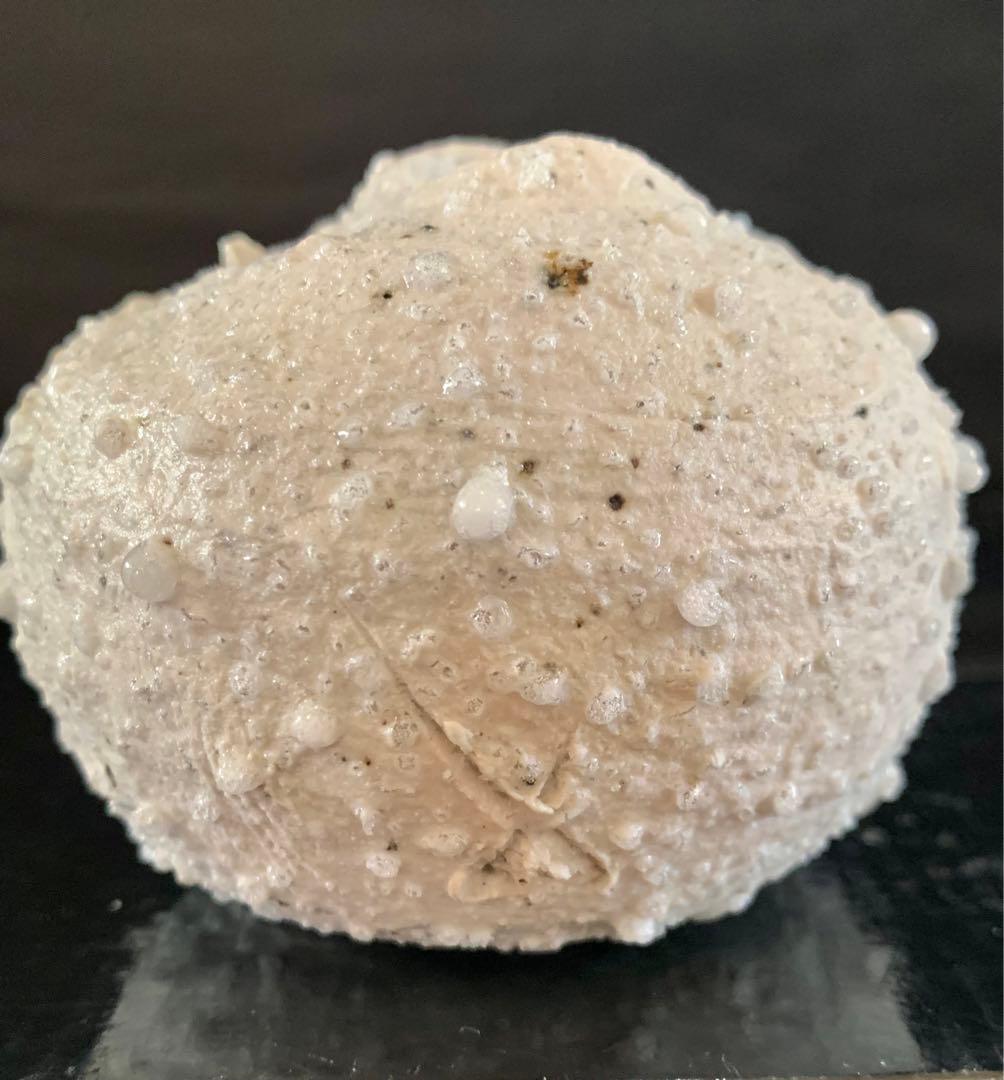 辻村史朗　白信楽小壺　B