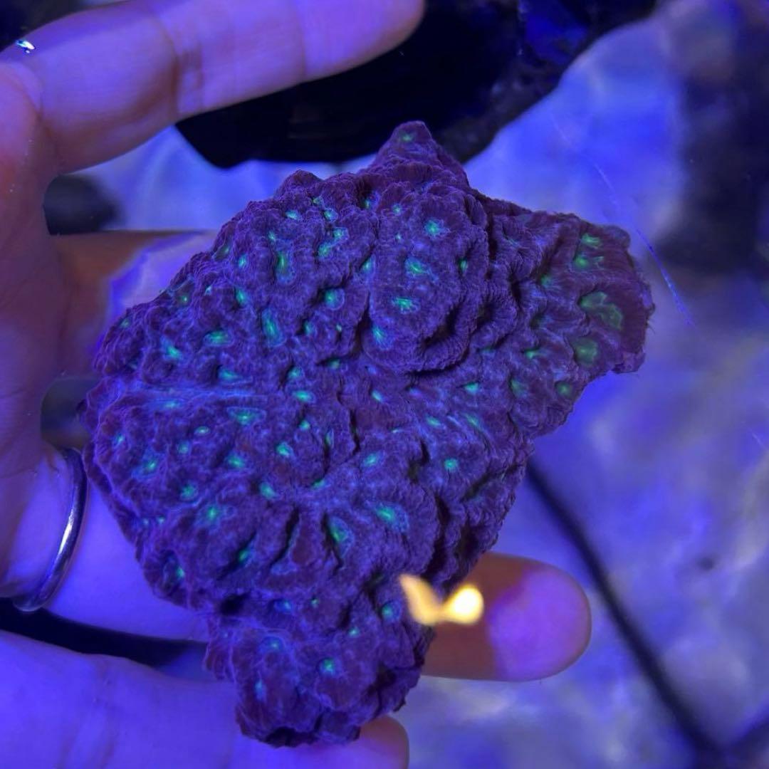 ☆】ライブロックセット 海藻ミルおまけ