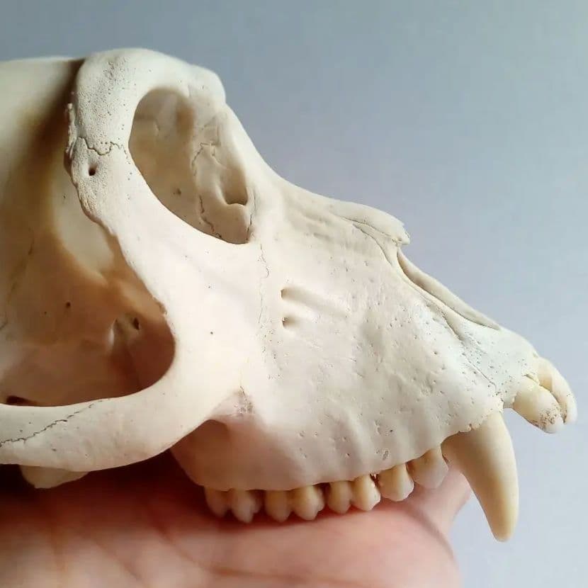 骨格標本 頭骨 ニホンザル 霊長類 スカル