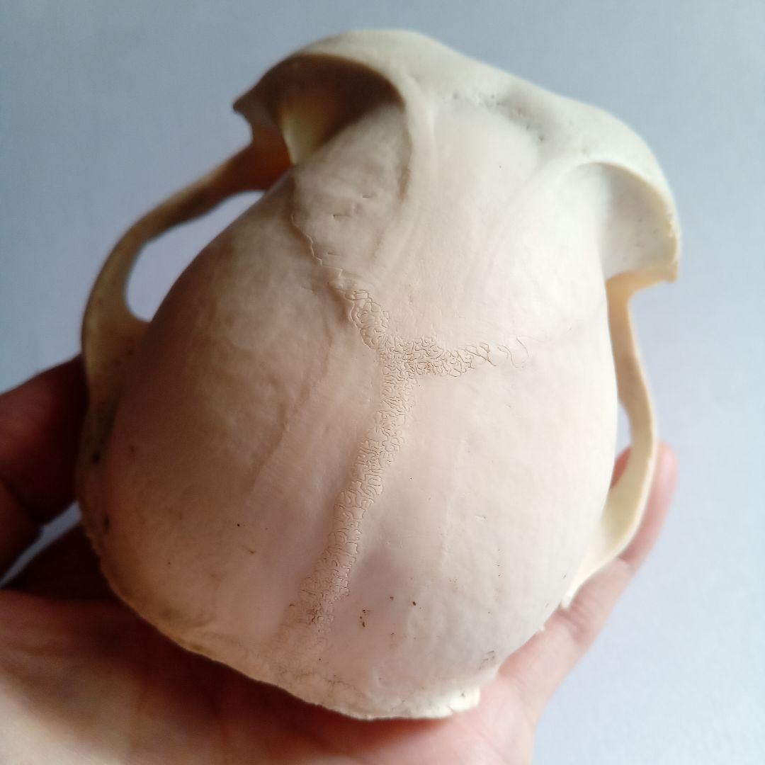 骨格標本 頭骨 ニホンザル 霊長類 スカル