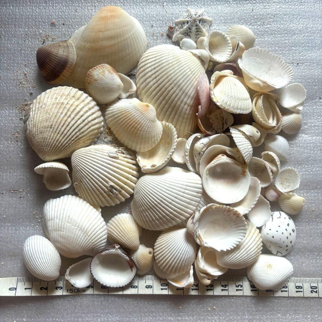 白い貝殻 セット 多数の種類 合わせ貝 二枚貝 240グラム - メルカリ