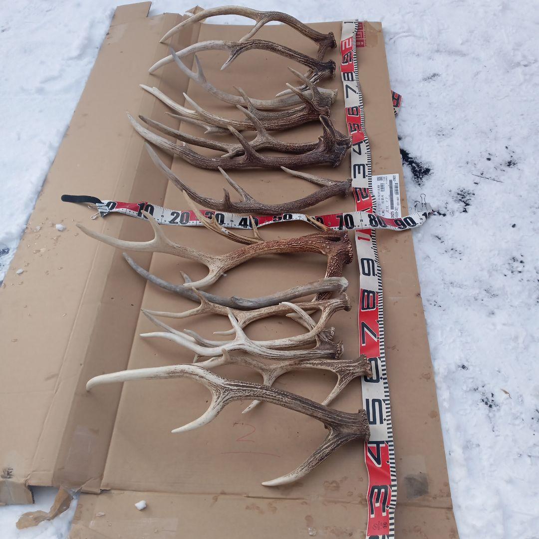 S*i様 蝦夷鹿の角　犬のおもちゃ、工芸品などに ７番 楽天市場 | 手づくり屋さん 楽天市場店 - ワンちゃんのおもちゃ