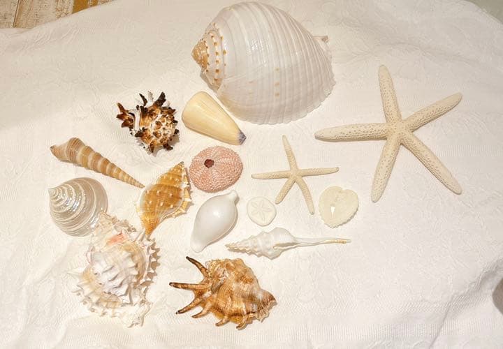 瀬戸染付草花文水鉢 】 目跡10個 江戸期瀬戸焼