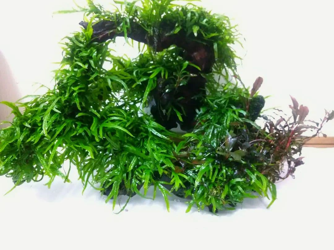 メルカリ便 クシリスSPレッド水中葉子株1株 水草 ADA 水