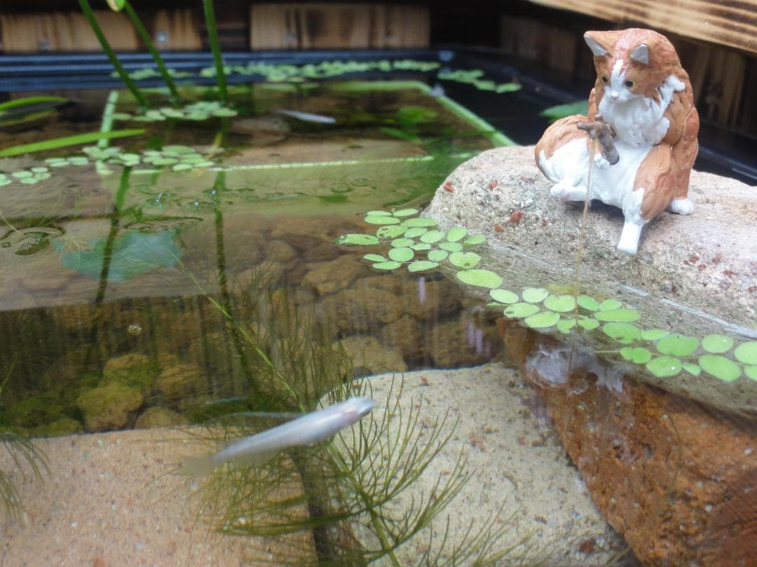 ビオトープ 40L トロ舟&木枠セット（3D防鳥網付き） ビオトープ 40L