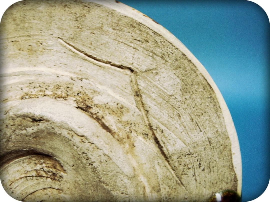 775『織部茶碗 箱付き』九朗 /骨董品 茶道具 古美術 アンティーク