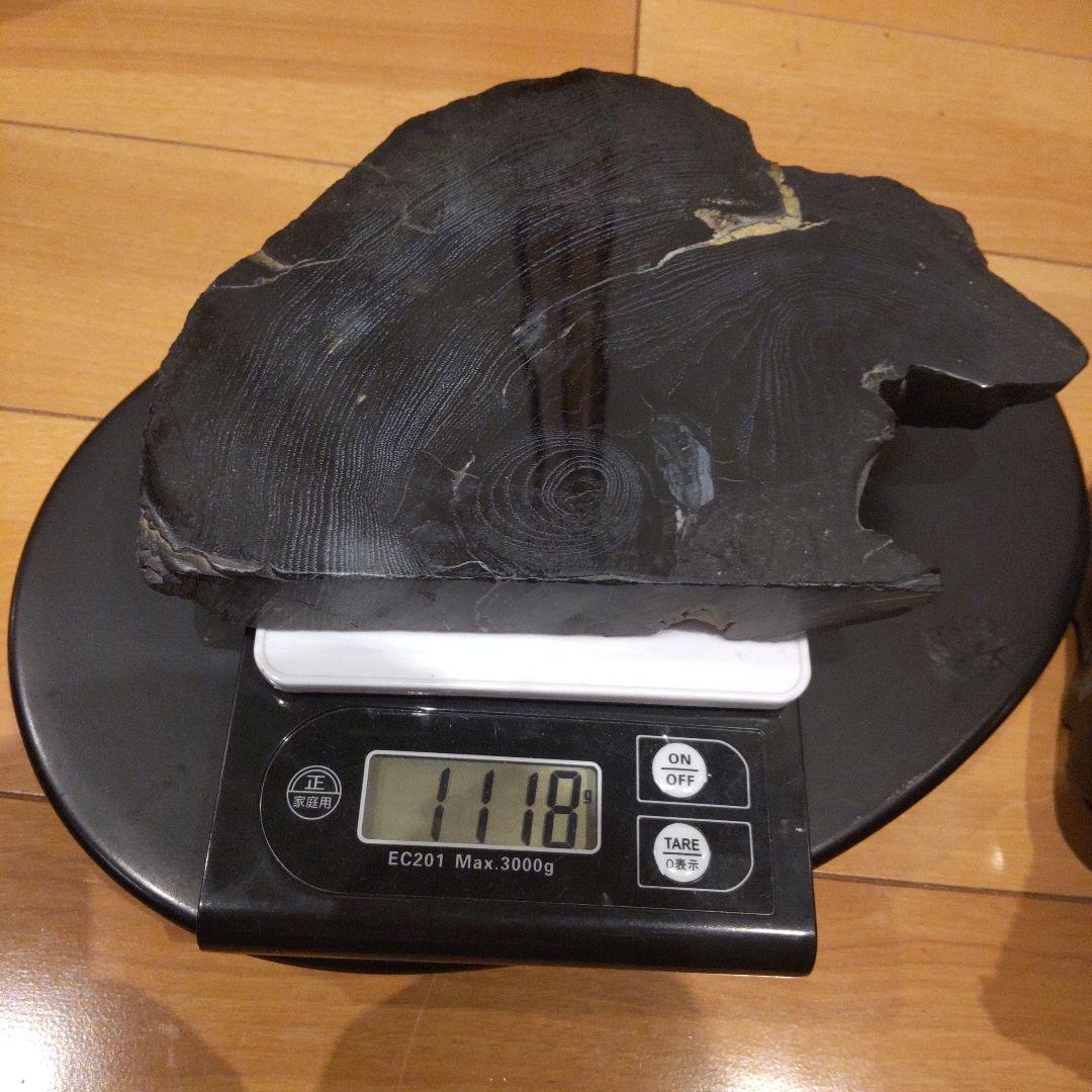 化石(樹木)6月 価格 化石(樹木)6月 価格