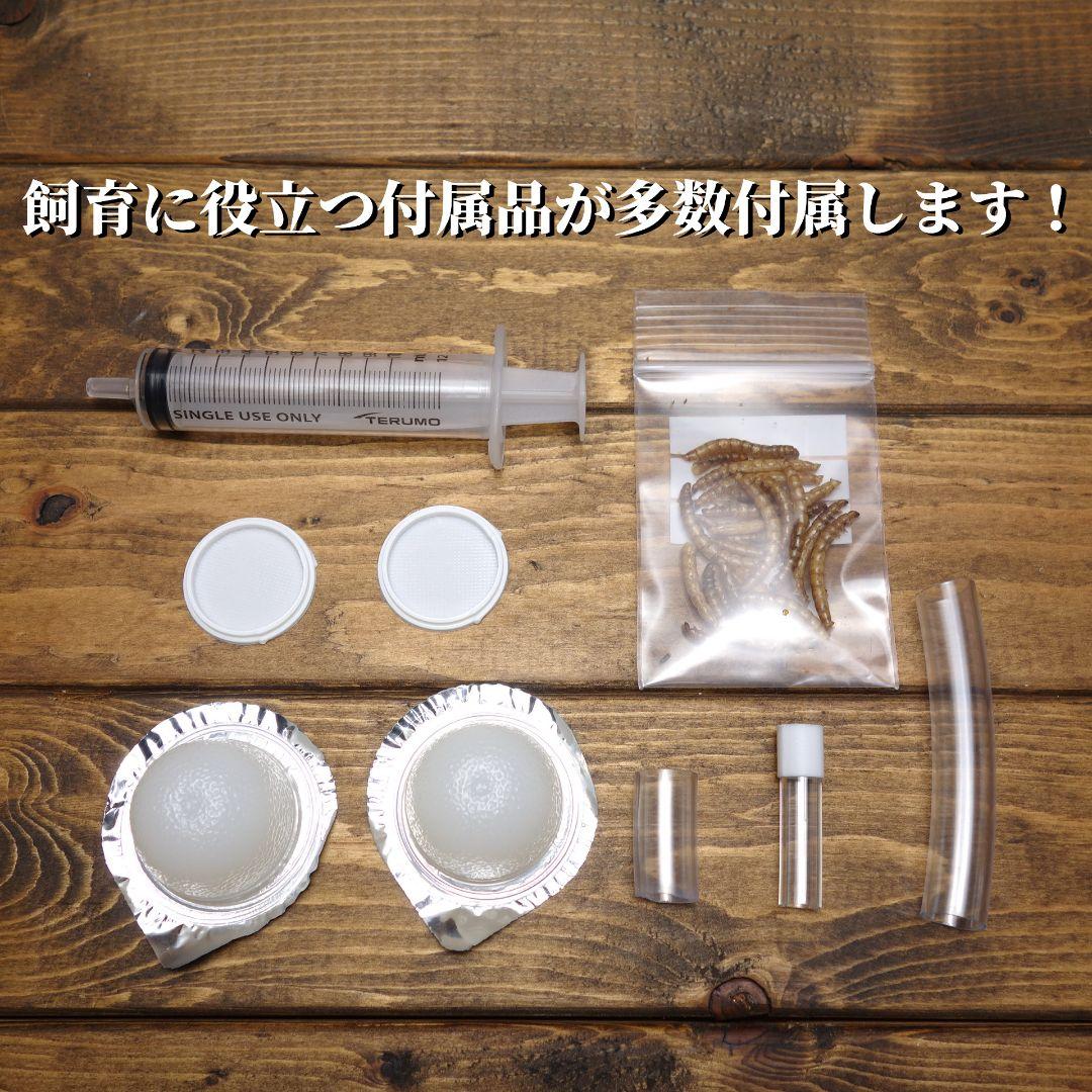 本体・ガラスセット　★送料無料★スーパービッグ　アリの巣　蟻の巣　石膏