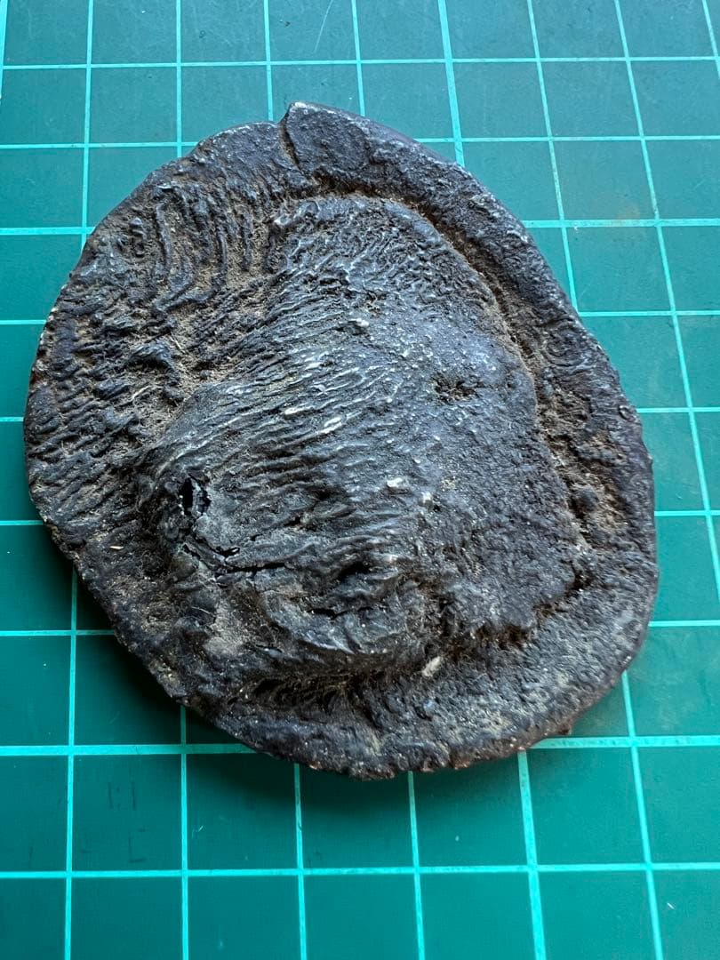 外国銀貨　シャム銀錠