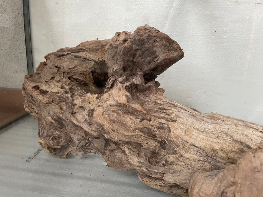 超大型　☆アクアリウム　生花　テラリウム 爬虫類　天然流木 ホーンウッド　⭐︎