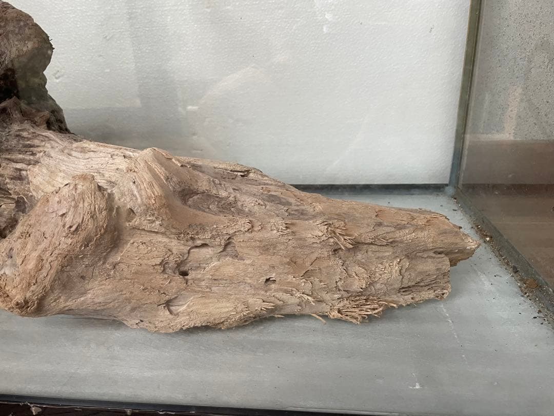 超大型　☆アクアリウム　生花　テラリウム 爬虫類　天然流木 ホーンウッド　⭐︎