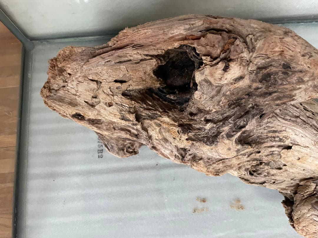 超大型　☆アクアリウム　生花　テラリウム 爬虫類　天然流木 ホーンウッド　⭐︎