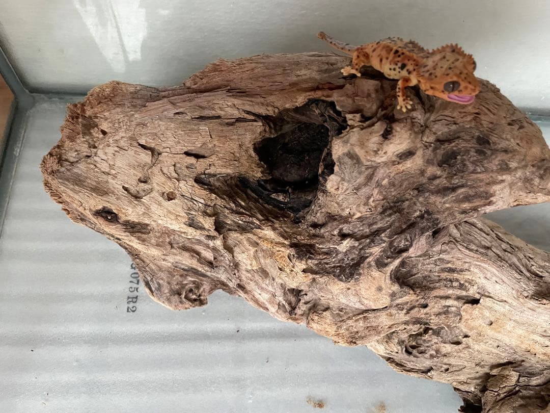 超大型　☆アクアリウム　生花　テラリウム 爬虫類　天然流木 ホーンウッド　⭐︎