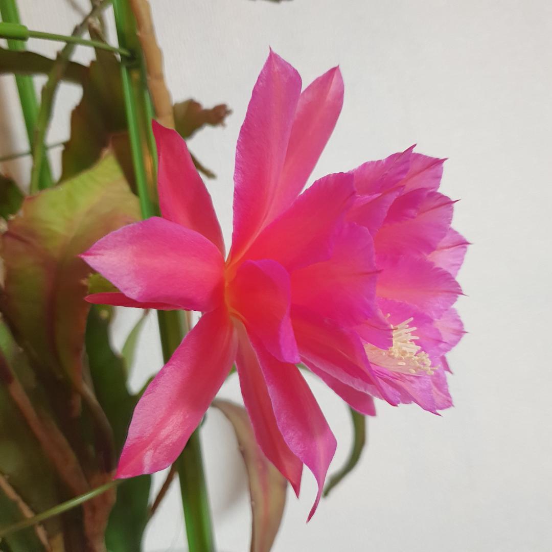 孔雀サボテン 抜き苗 - メルカリ