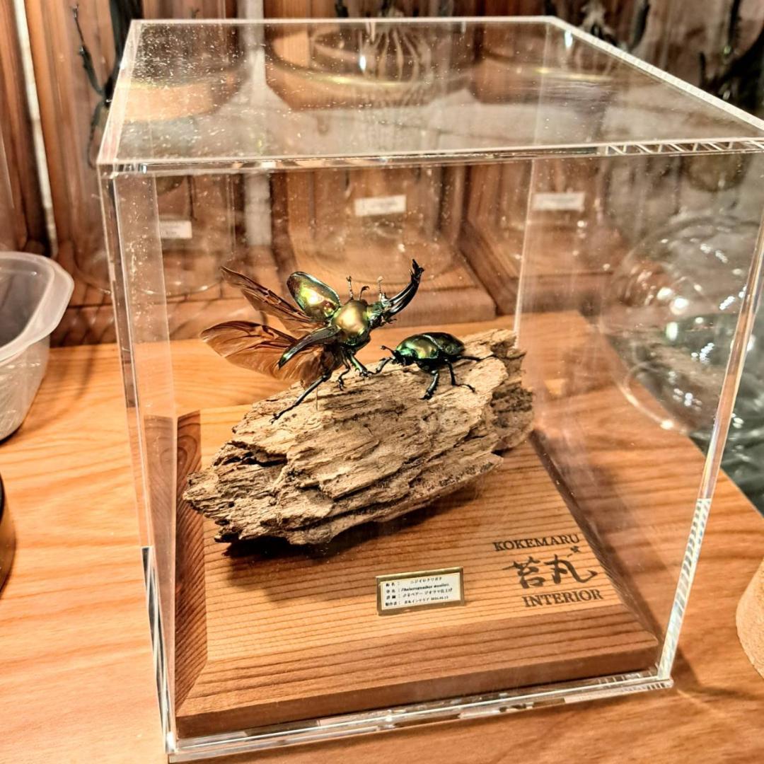 ショーケース】150×150×180 ※アクリル製ケース、無垢材土台 ショーケース】