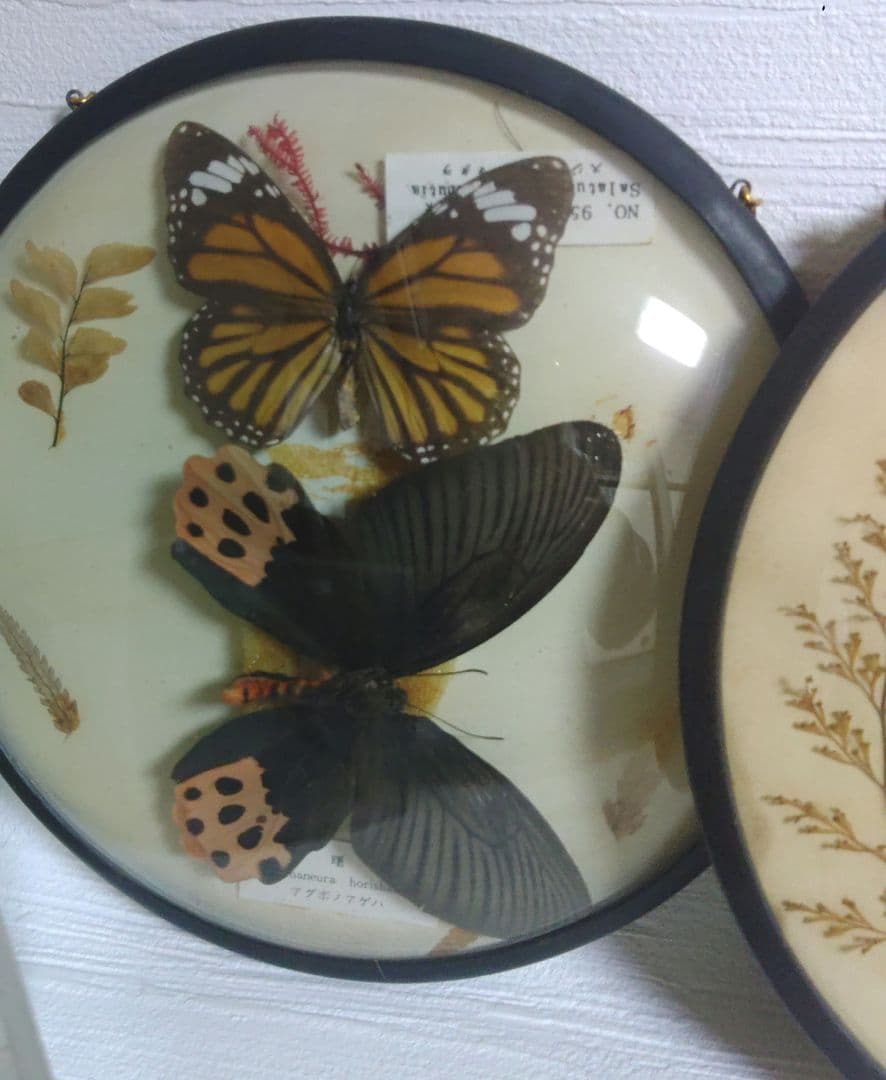 蝶　標本　モルフォ蝶　ツバメガ　アケボノアゲハ　その他まとめて　エ上