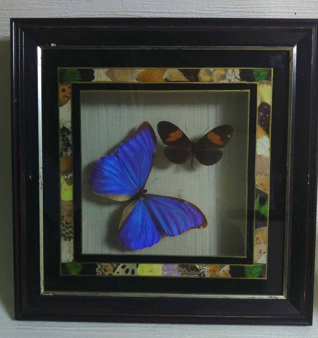 蝶　標本　モルフォ蝶　ツバメガ　アケボノアゲハ　その他まとめて　エ上