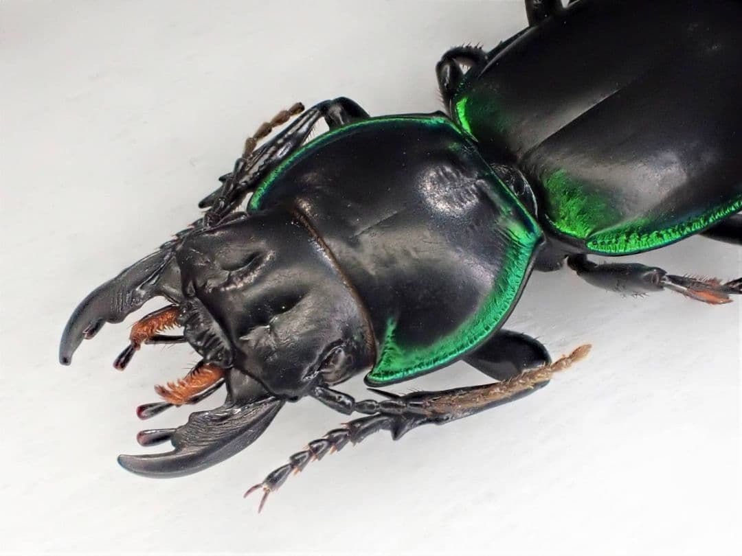 Yahoo!オークション -「プラチナコガネ」(虫類) の落札相場・落札価格