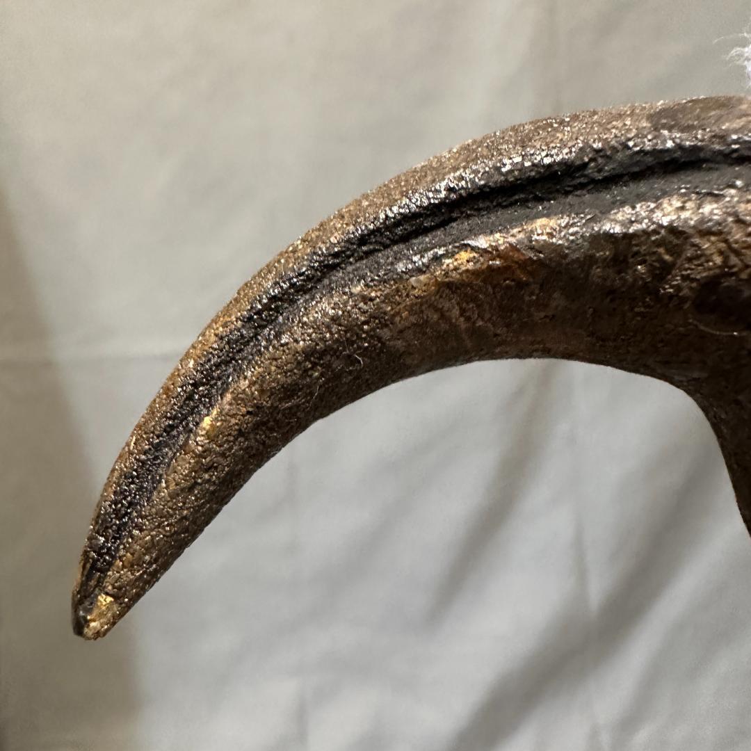 カルカロドントサウルス ハンドクロウ 獣脚類 かぎ爪 化石 肉食恐竜 1402