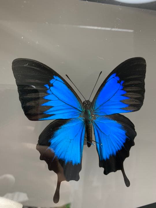 オオルリアゲハ♂ インドネシア・ワイゲオ島産 蝶 標本 昆虫