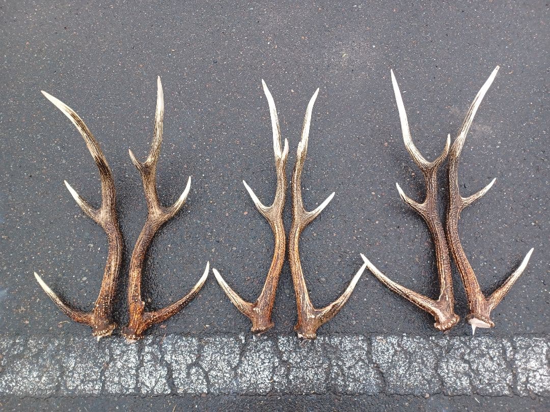 エゾ鹿の角 6対
